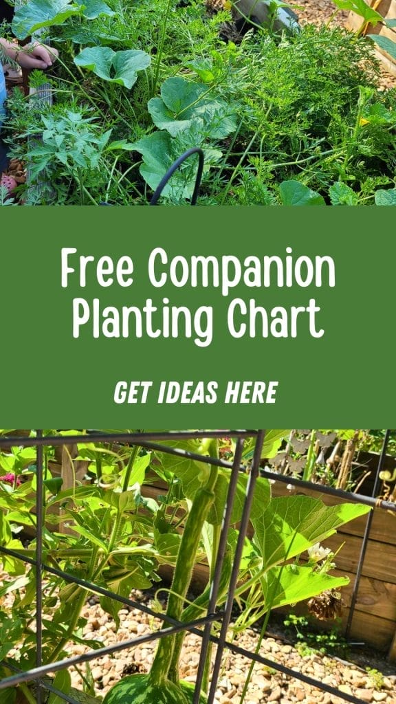 Vegetable garden beds with various plants and a sign reading, "Free Companion Planting Chart—discover which veggies grow best together for a thriving garden. Get ideas here!.