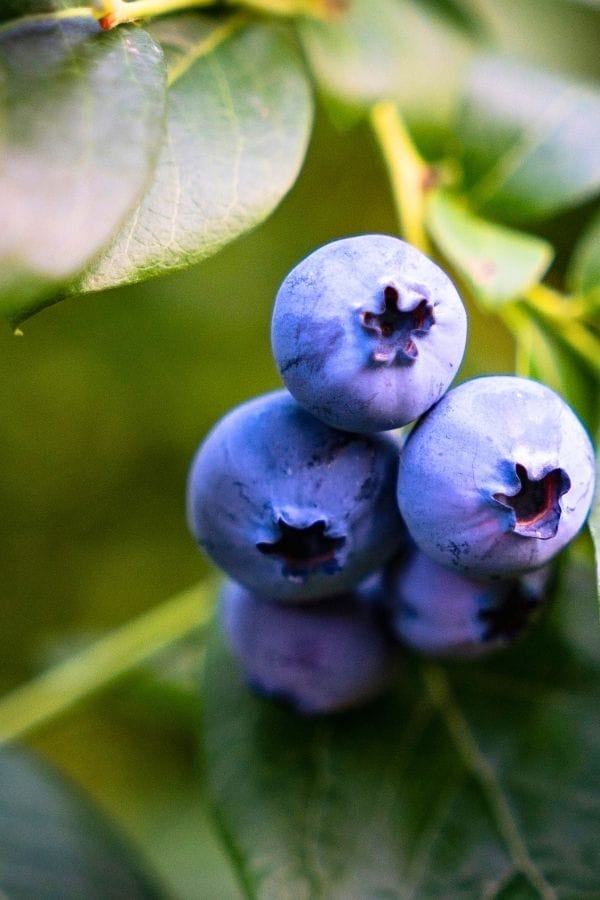Close-up of a cluster of ripe blueberries on a branch with green leaves in the background, inspiring ideas on how to plant blueberries in your own garden.