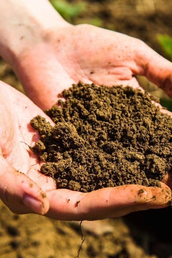 A pair of hands holding a mound of loose, brown soil outdoors—an essential first step in learning how to plant blueberries.