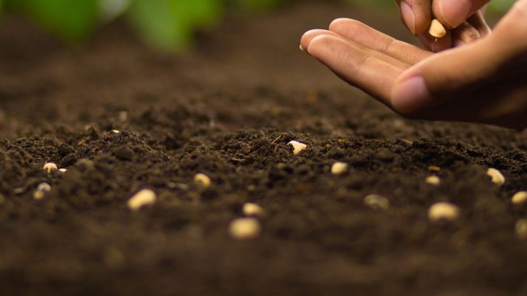A hand is shown scattering seeds onto dark soil, a perfect visual for Plant Life Cycle Lessons as it captures the first step in growing a garden or field.