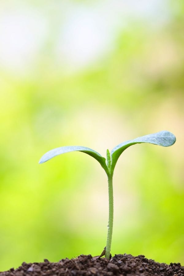 A small green seedling with two leaves grows from soil, set against a blurred green background—perfect for illustrating Plant Life Cycle Lessons.
