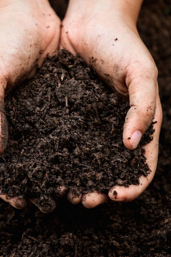 Close-up of two hands holding a pile of dark, moist soil over a similar ground background—perfect for illustrating Plant Life Cycle Lessons.