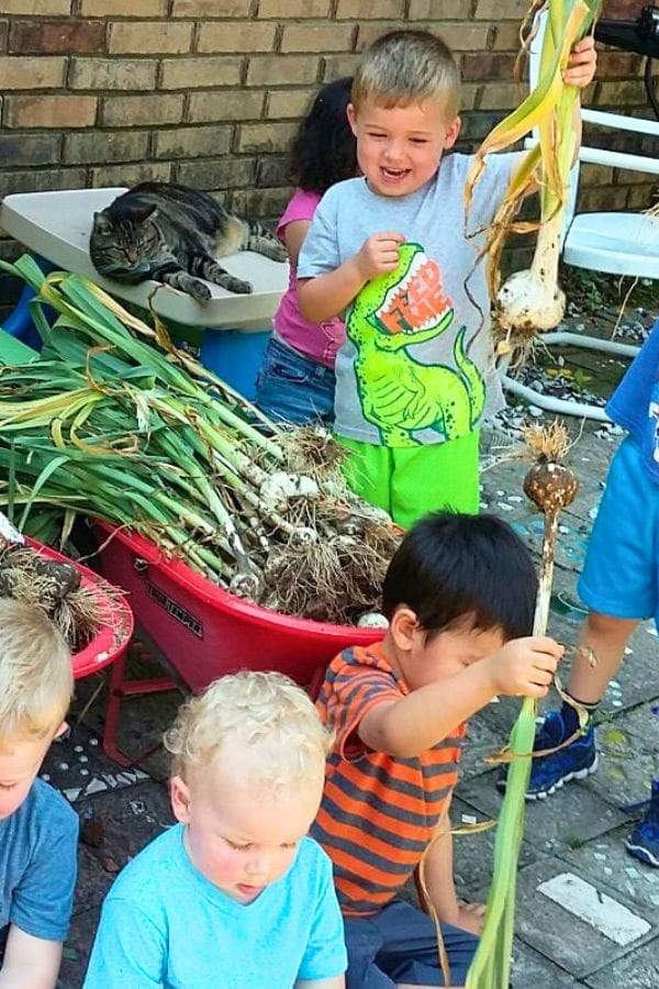 Several young children sit and stand near a red wheelbarrow filled with freshly harvested garlic, part of their Preschool Garden Projects. One child holds up a garlic plant while a cat lounges on a table in the background.