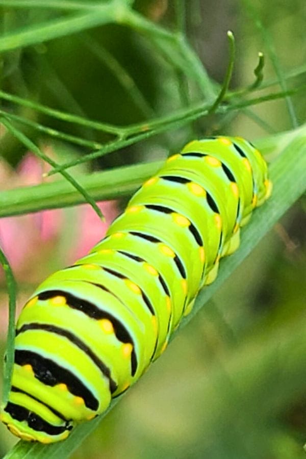 A green and black striped caterpillar with yellow spots crawls on a slender green plant stem—perfect for inspiring curiosity in Preschool Garden Projects.
