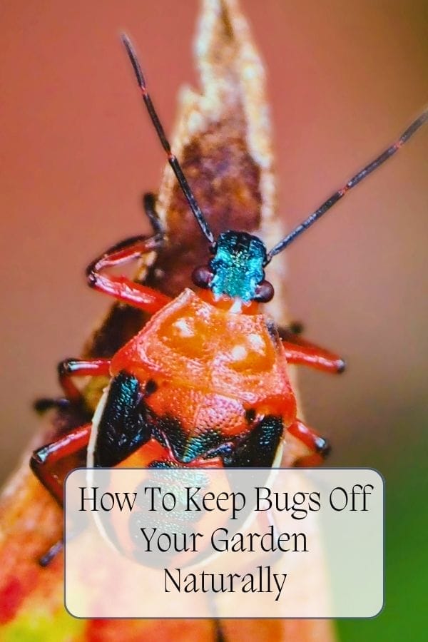 Close-up of a red and black insect on a plant with text overlay that reads, "Keep Bugs Off Your Garden Naturally.